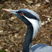 Arthur Krause Photo 17
