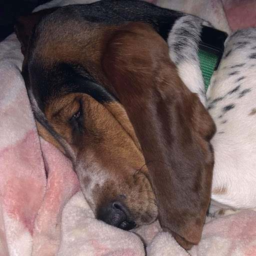 Joey Curtis Photo 10