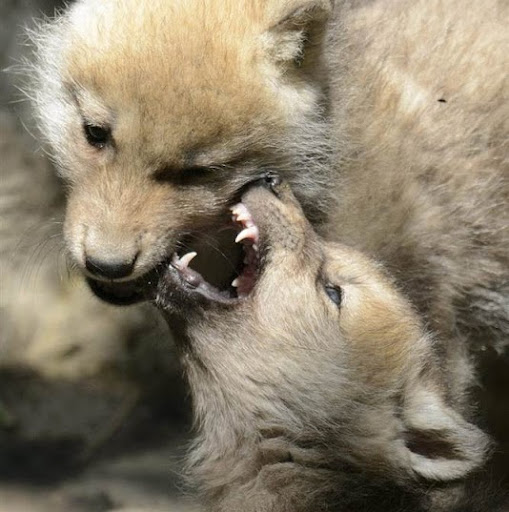 Jason Whitman Photo 17