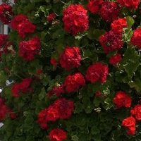 Charlene Li Photo 25