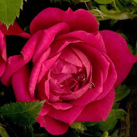 Laura Weeks Photo 41