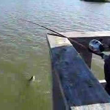 Ellen Henderson Photo 21 Ellen Henderson Photo 21