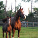 Heidi Erickson Photo 11
