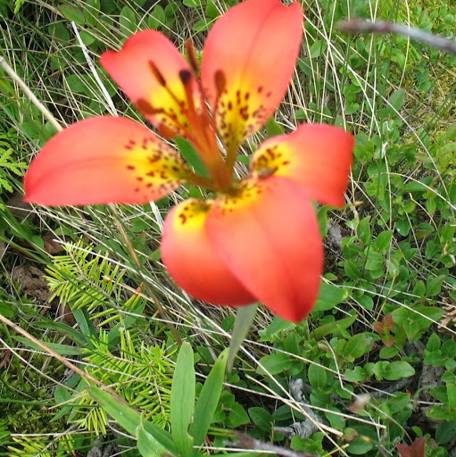 Susan Doolittle Photo 23