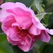 Josephine Rosas Photo 12