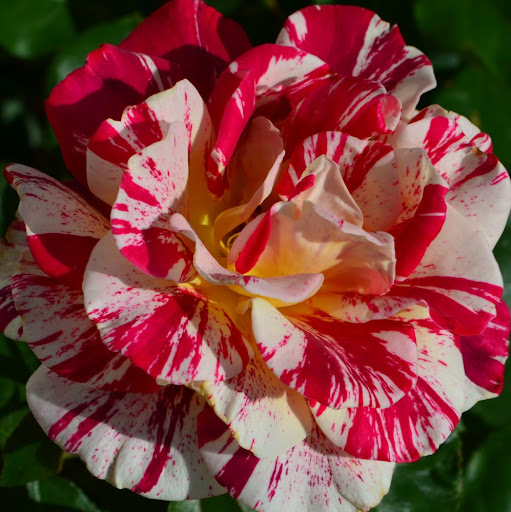 Debbie Cabrera Photo 4