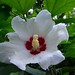 Sharen Rose Photo 14