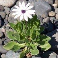 Phyllis Ruth Photo 8