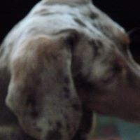 Debra Fusco Photo 7