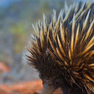 Sharon Anthony Photo 23