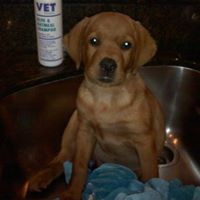 Cherie Wolfe Photo 5