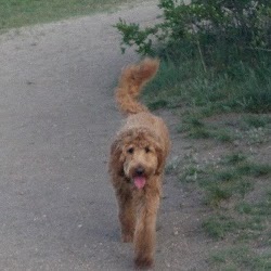 Debra Hanson Photo 32