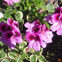 Mary Bremer Photo 8