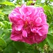 Martha Rose Photo 8