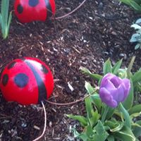Joyce Schmidt Photo 16
