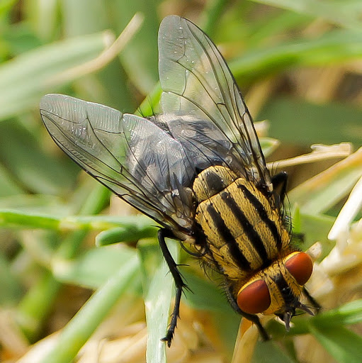 Shane Phillips Photo 22