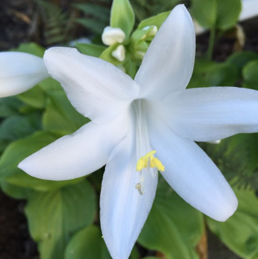 Ruth Carpenter Photo 1