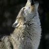 Paul Wolfe Photo 32