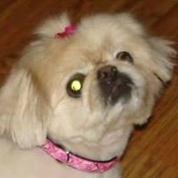 Cherie Johnson Photo 23 Cherie Johnson Photo 23