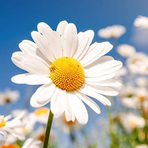 Sally Devlin Photo 1