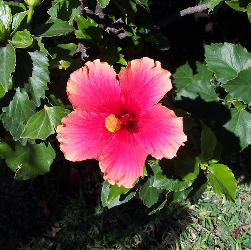 Pamela Cunningham Photo 11