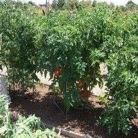 Kevin Holman Photo 18