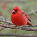 Dave Cardinal Photo 14