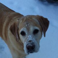 Lori Holmes Photo 9