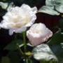 Martha Myers Photo 39