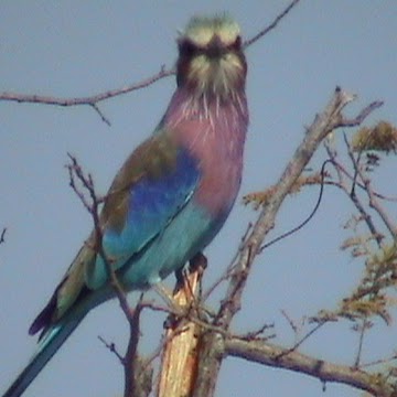 Colleen Foster Photo 33