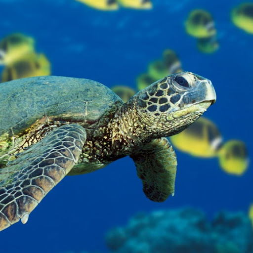 Donald Neal Photo 15