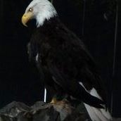 Mark Shealy Photo 6