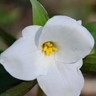 Cheryl Conklin Photo 18