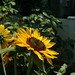 Robert Koles Photo 9