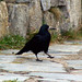 Mary Rooks Photo 23