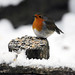 Robin Doering Photo 17