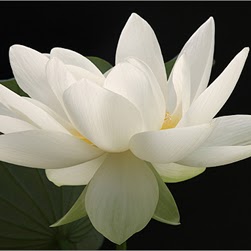 Dana Lindsey Photo 38