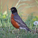 Robin Long Photo 36
