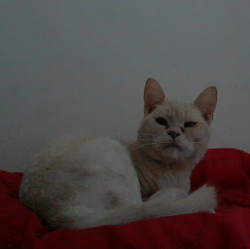 Bobbie Stewart Photo 8