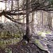 Eugenia Woods Photo 21