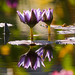 Robert Phipps Photo 21