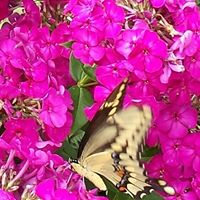 Cheryl Lindsey Photo 29