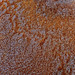 Rusty Rust Photo 5