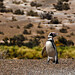 David Magallanes Photo 40