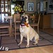 Gail Davidson Photo 42