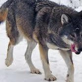 Donald Zimmerman Photo 6