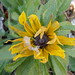 Susan Bloom Photo 24