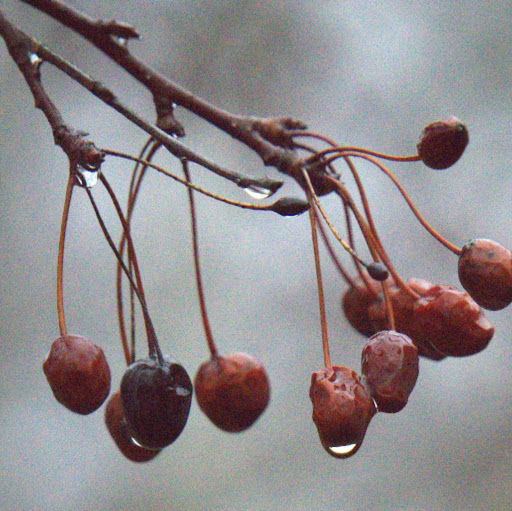 Dana French Photo 15