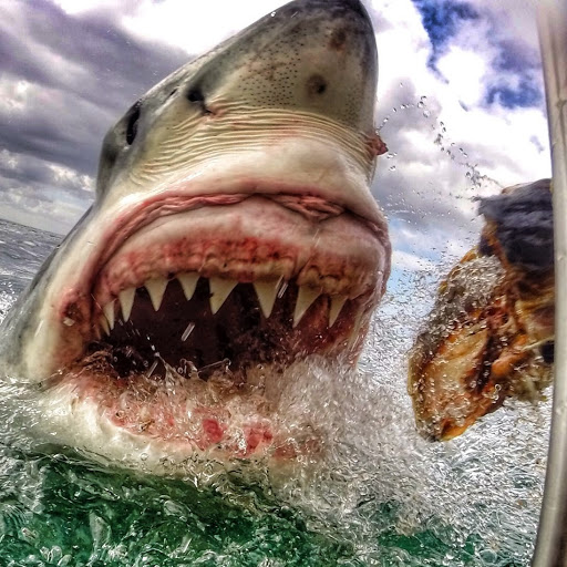 Bobby Sharp Photo 28 Bobby Sharp Photo 28