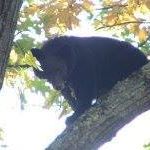 Linda Dvorak Photo 24